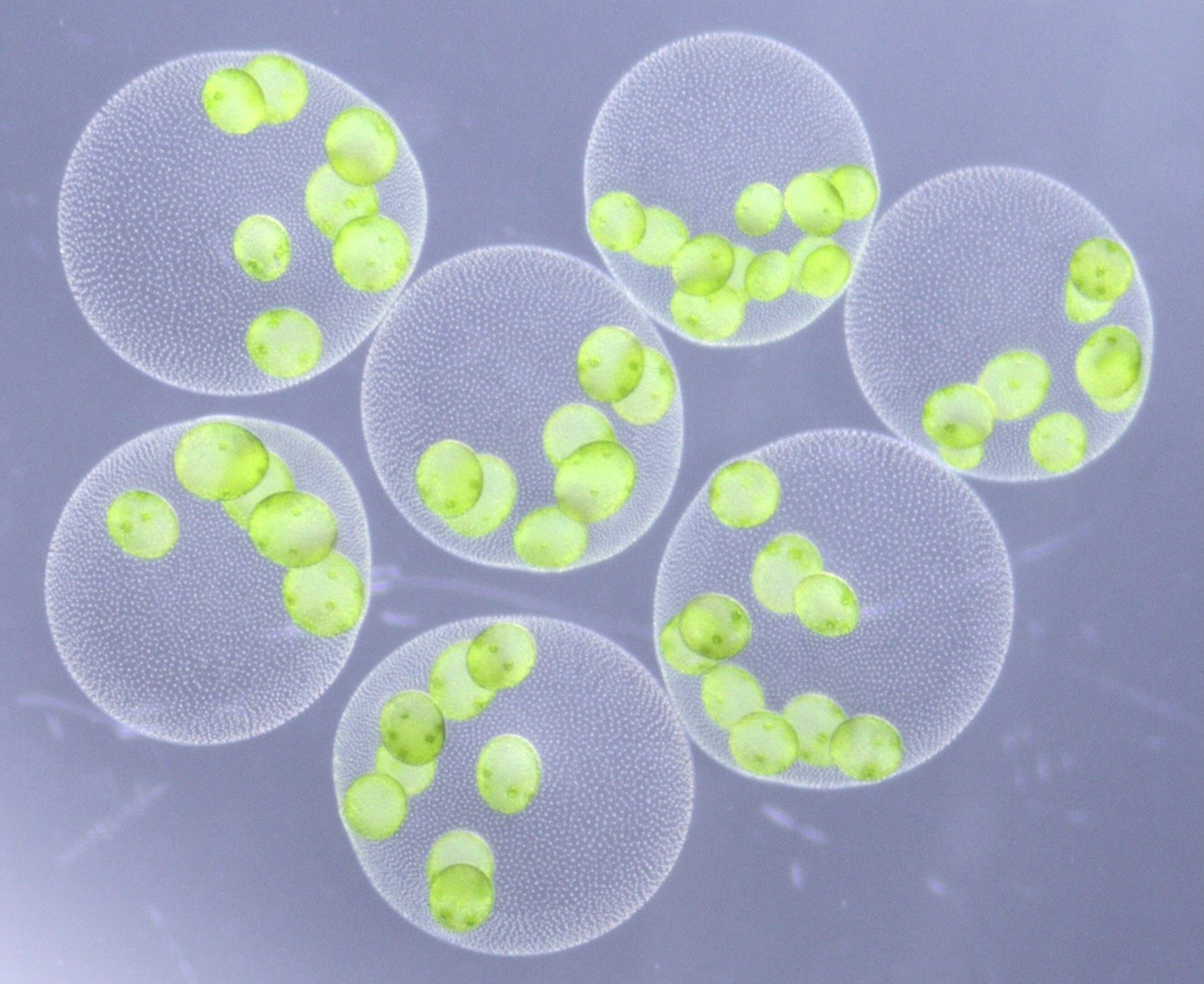 巨大な緑の球体の新種「ヒスイボルボックス」を
日本国内3ヶ所から発見
―翡翠のように輝く球体は、まだ名を持たなかった―