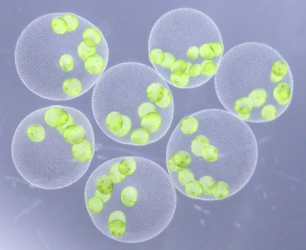 巨大な緑の球体の新種「ヒスイボルボックス」を
日本国内3ヶ所から発見
―翡翠のように輝く球体は、まだ名を持たなかった―