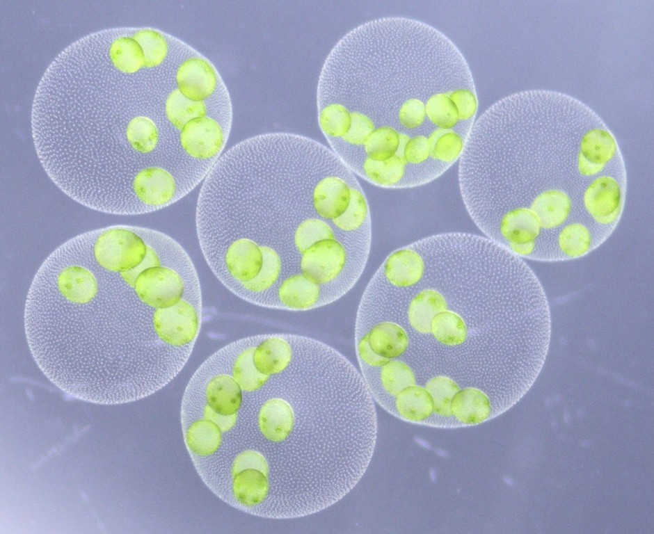 図1. 新種「ヒスイボルボックス」(Volvox chrysoprasus sp. nov.)の無性球体。内部に複数の娘球体をもつ。実体顕微鏡下で、暗視野に近い照明条件で撮影。