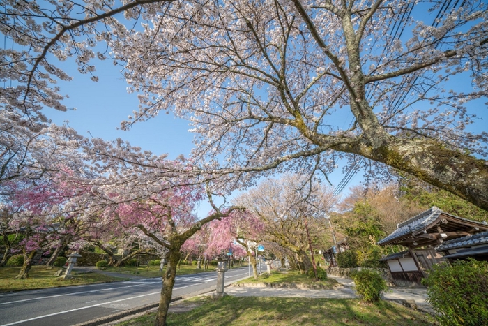 【ロテルド比叡】日吉大社表参道の桜