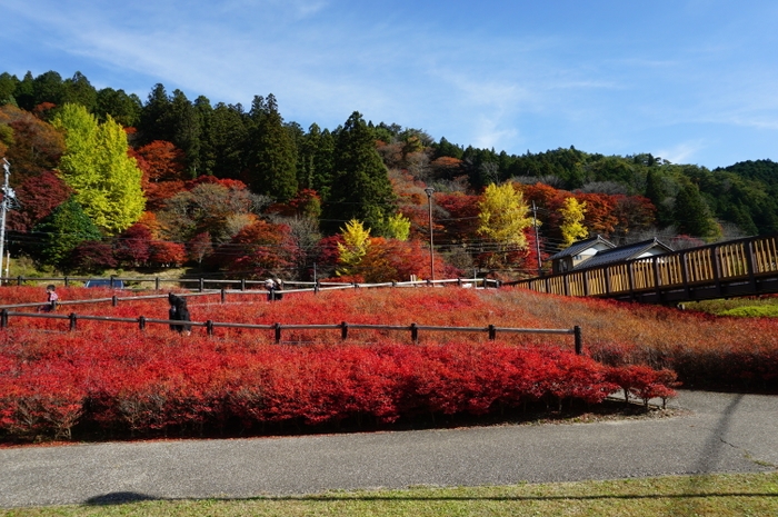 大井平公園5(駐車場の近く)