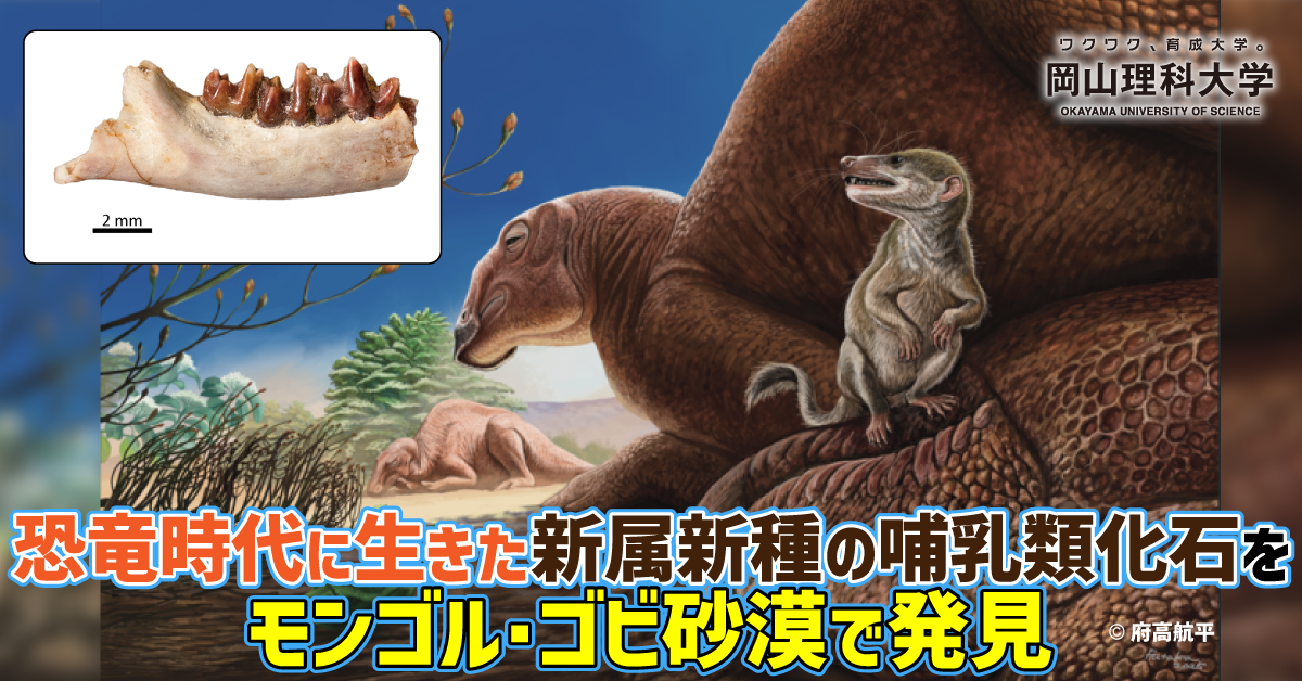 岡山理科大学】恐竜時代に生きた新属新種の哺乳類化石をモンゴル・ゴビ