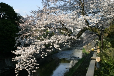 伊東市に、桜のトンネル出現　 春の訪れ「ソメイヨシノ」スポット紹介　 静岡県伊東市3カ所のソメイヨシノ開花情報を公開