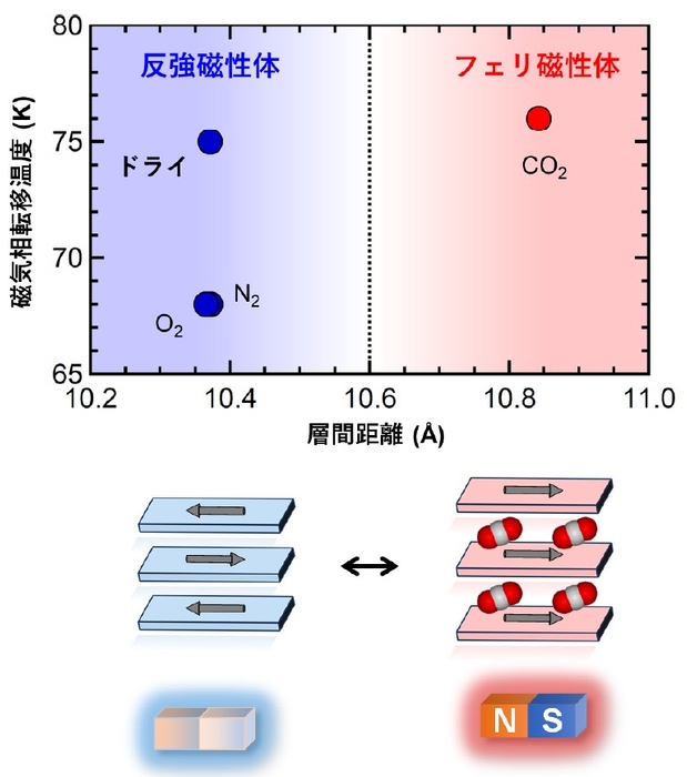 図4. 磁気相転移温度vs.層間距離のプロット。反強磁性磁気秩序を青、フェリ磁性磁気秩序を赤でプロットしている。これまでの研究において、層間距離が短い化合物では反強磁性、長い化合物ではフェリ磁性磁気秩序が実現することが経験的に分かっており、その境界は10.6Å付近だと見積もられている。今回の化合物の層間距離をプロットしたところ、ドライ状態は反強磁性体の領域に、CO2吸着後の化合物はフェリ磁性体の領域にプロットされ、経験則によく合致する結果が得られた。