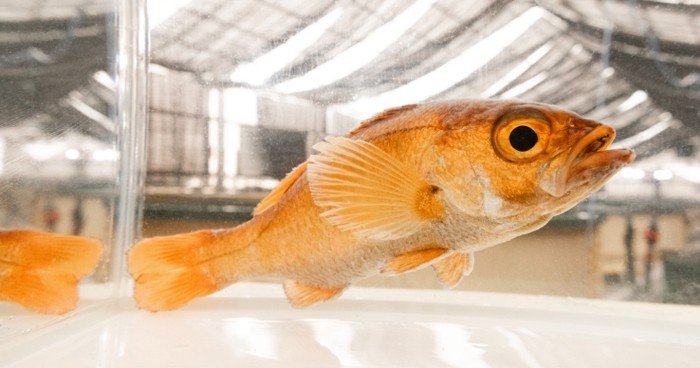 近畿大学産がのとじま臨海公園水族館の復興を支援　震災を乗り越えた「奇跡のノドグロ」3歳魚約50尾を展示開始