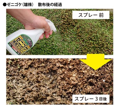 ゼニゴケ専用スプレー散布後の経過(雄株)