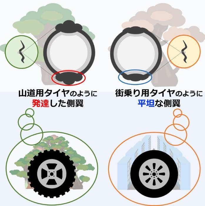 図3. マツ細胞食ステージと菌食ステージにおける側翼の形態可塑性を表したダイアグラム