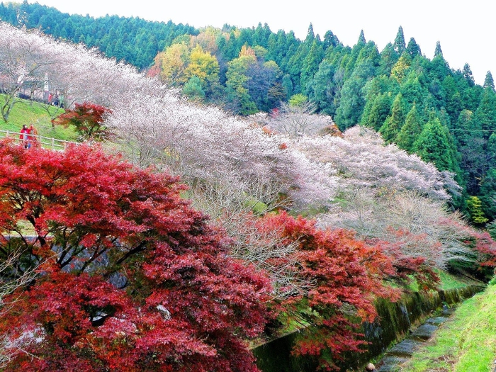 小原四季桜(小原ふれあい公園)