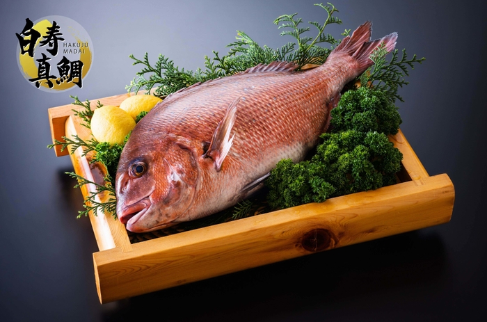 白寿真鯛