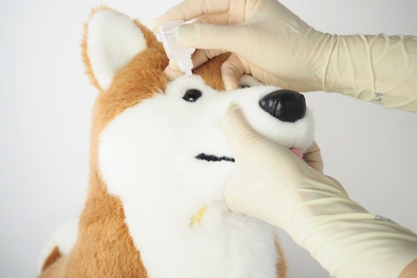 点眼中のしばわん 点眼中のしばわん