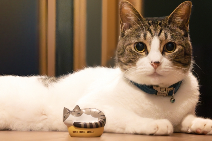 06_開発担当の猫_2 