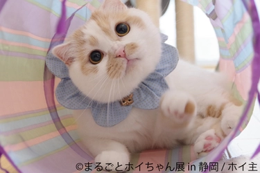 フォロワー29万超の人気猫「ホイちゃん」静岡で単独展開催　 新作写真や会場限定グッズ満載で甘えん坊猫に癒やされよう！