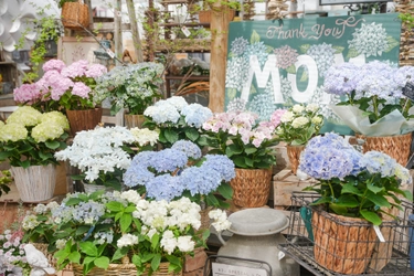 母の日ギフトに変化、“長く楽しめる植物” 人気のあじさい約60種のフェア開催(大阪)