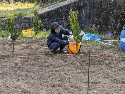 苗の定植