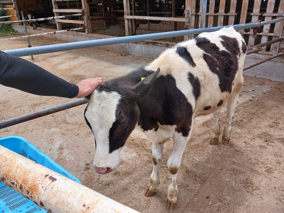 牛とのふれあいの様子(イメージ)