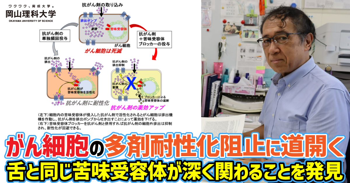 【岡山理科大学】がん細胞の多剤耐性化阻止に道開く　――舌と同じ苦味受容体が深く関わることを発見 