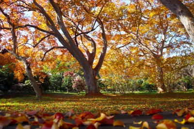 さるすべり・ざくろ園の紅葉の様子