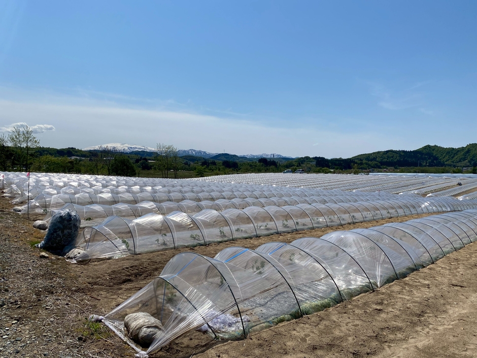 あべ農園の東京ドーム2つ分の広大な敷地