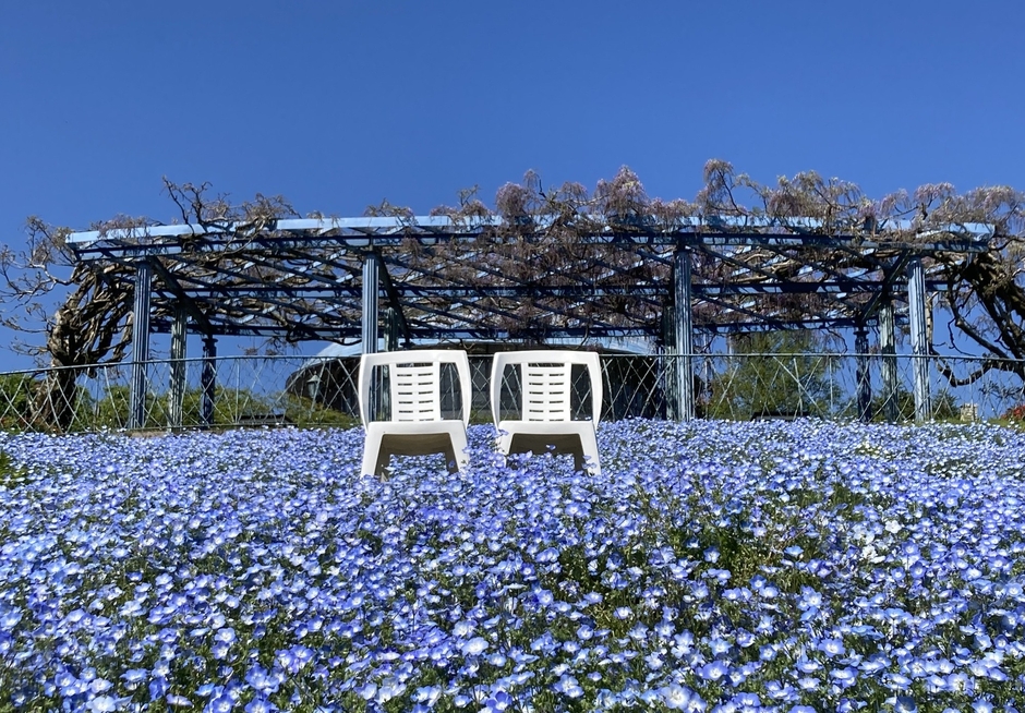 山頂を青く染めるネモフィラ/4月下旬〜5月中旬