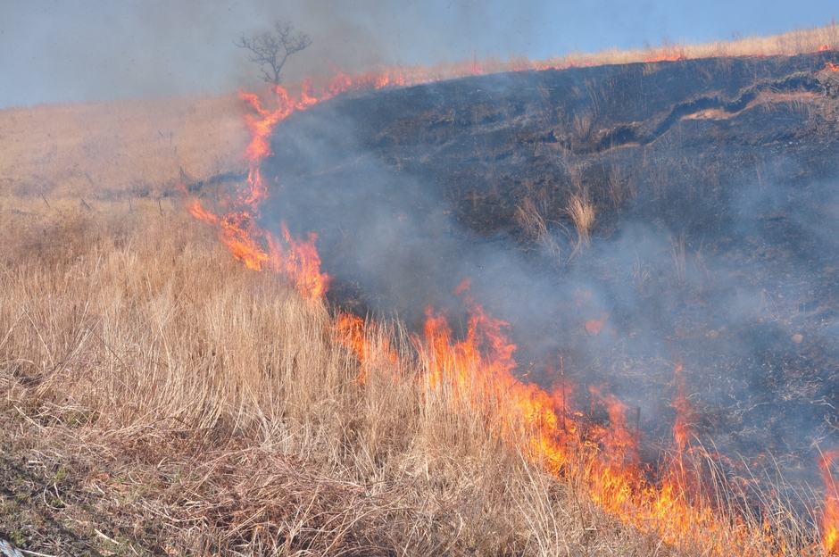 阿蘇北外輪の野草地の野焼き