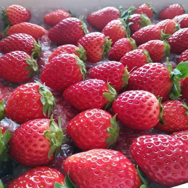 旬のイチゴは大人気