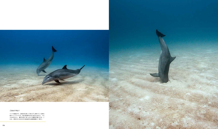 『クジラ　海の巨人』中面