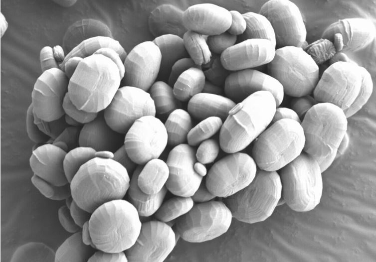 「パラミロンEOD-1」