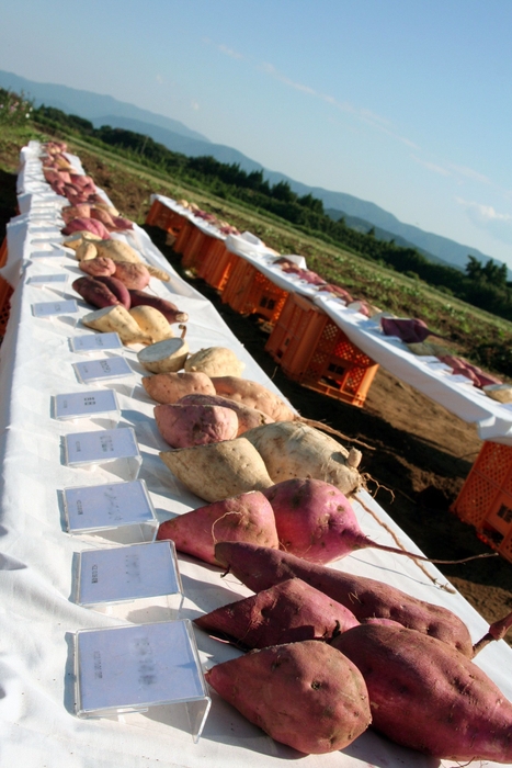 150種のカラー芋