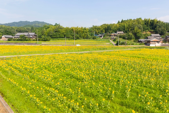 まんのう町に咲く一面のひまわり