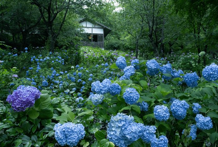 ▲三千院門跡 あじさい苑 