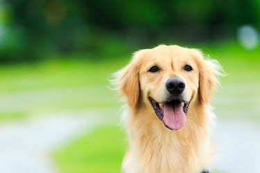 犬が観葉植物を食べてしまった！対処法は？