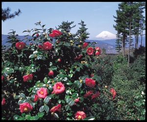 第35回つばき観賞会を 静岡の小室山公園つばき園にて2月26日～3月21日開催