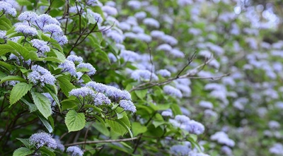 六甲高山植物園　甘い香りが漂う清楚な花 コアジサイが見頃を迎えました！