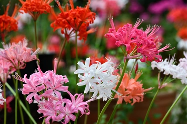 晩秋に輝く花の宝石「ダイヤモンドリリー」展 【加茂荘花鳥園・静岡県掛川市】