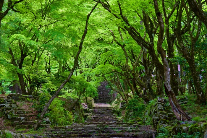 紅葉の名所、鶏足寺(過去写真、ひといき撮影)