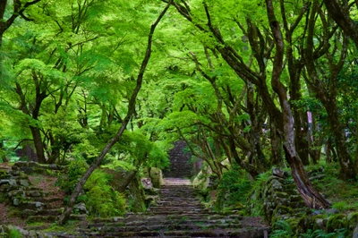 紅葉の名所、鶏足寺(過去写真、ひといき撮影)