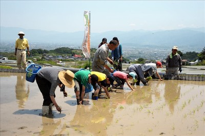 田植え体験の様子