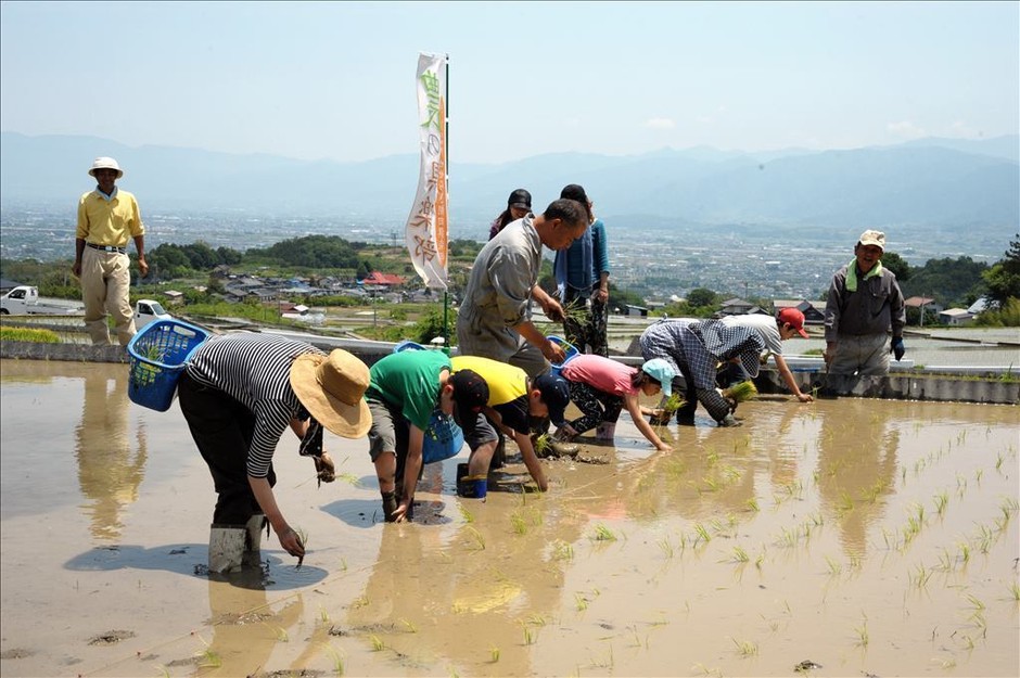 田植え体験の様子