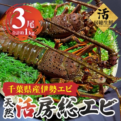 ＼生きた伊勢海老が届く!!／千葉県房総沖の新鮮な伊勢海老が特別価格でご提供中!!