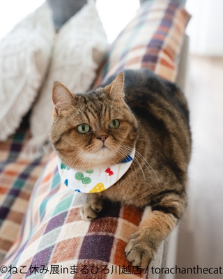 展示作品：torachanthecat