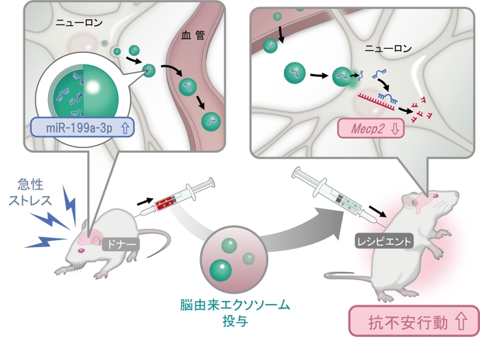 ストレスによって誘導された脳由来エクソソームは不安行動を抑制する