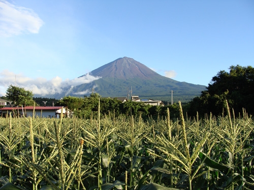 全国でも有数の高原野菜の産地　鳴沢村