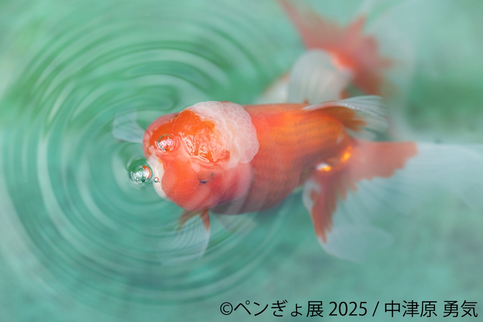 金魚 展示作品:中津原勇気(3)