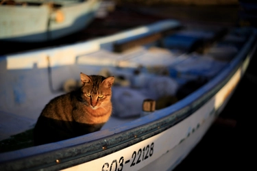 第15回『東伊豆まちの魅力 フォトコンテスト』開催中　【入賞で賞金や特産品が貰える！】