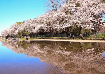 東京都福生市「第43回ふっさ桜まつり」を開催中！