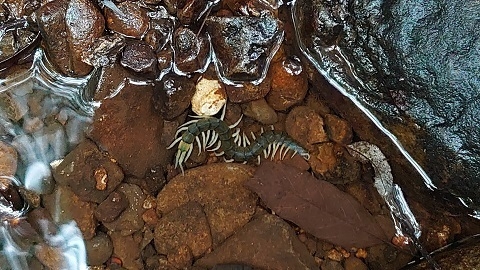 渓流の水底に身を隠そうとするリュウジンオオムカデ(佐藤文保、久米島ホタル館・館長、撮影)