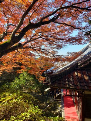 庭園の紅葉