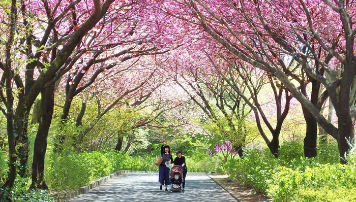 桜のトンネル