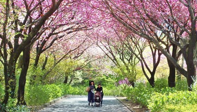 桜のトンネル