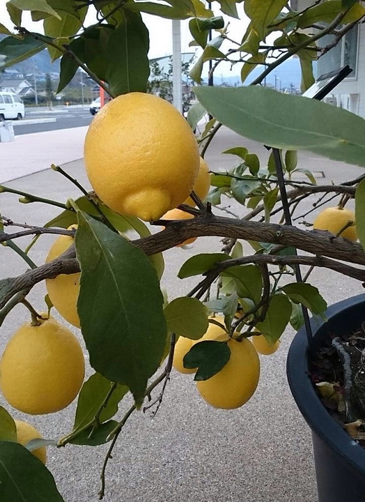 瀬戸田レモンは日本一の生産量